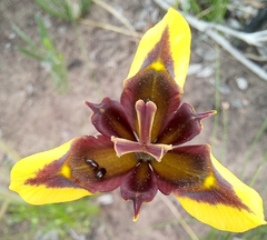 Moraea lurida
