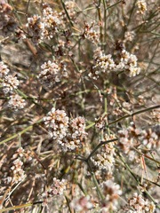 Eriogonum nummulare