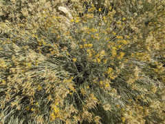 Ericameria nauseosa bernardina