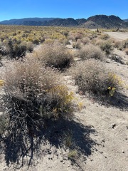 Eriogonum nummulare