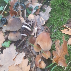 Coprinellus