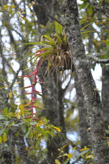 Tillandsia prodigiosa