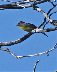 Myioborus brunniceps