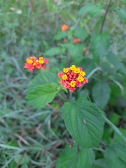 Lantana camara