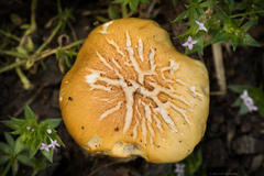 Stropharia coronilla