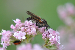 Empis tessellata