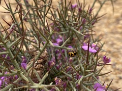 Comesperma
