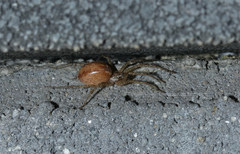 Arachnida