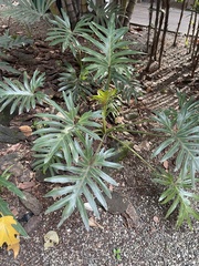 Thaumatophyllum xanadu