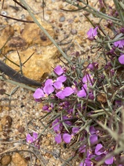 Comesperma