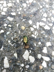 Poecilus versicolor