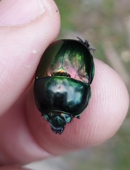 Trypocopris pyrenaeus