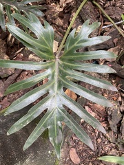 Thaumatophyllum xanadu