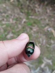 Trypocopris pyrenaeus