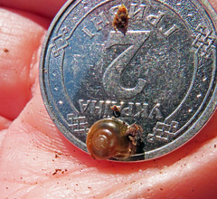 Oxychilus translucidus