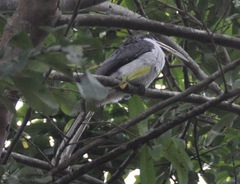 Ocyceros gingalensis