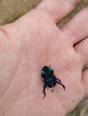 Trypocopris pyrenaeus