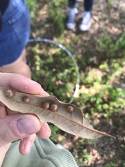 Belonocnema treatae