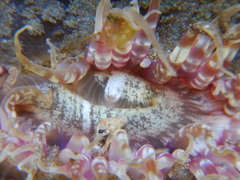 Actinostella bradleyi