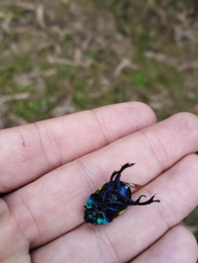 Trypocopris pyrenaeus