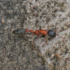 Tetraponera rufonigra