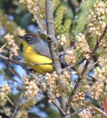 Myioborus brunniceps