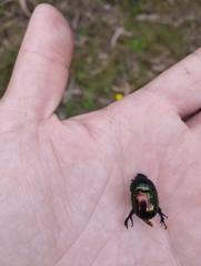 Trypocopris pyrenaeus