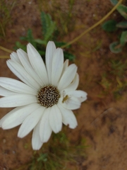 Gerbera linnaei
