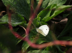 Pieris napi