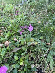 Silene dioica