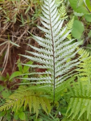 Pityrogramma calomelanos