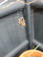 Neoscona orizabensis