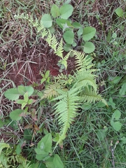 Pityrogramma calomelanos