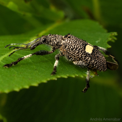 Dicordylus binotatus