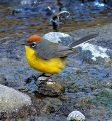 Myioborus brunniceps