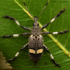 Dicordylus binotatus