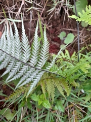 Pityrogramma calomelanos