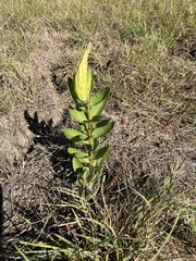 Asclepias viridis