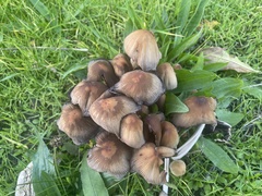 Coprinellus micaceus