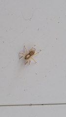 Menemerus bivittatus