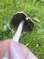 Coprinellus micaceus