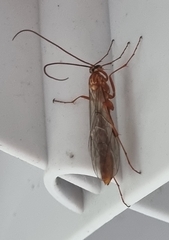 Ophion obscuratus