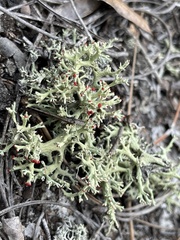 Cladonia leporina