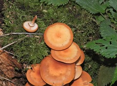 Kuehneromyces