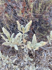 Eriodictyon crassifolium