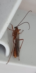 Ophion obscuratus