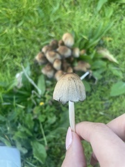 Coprinellus micaceus