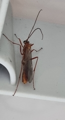 Ophion obscuratus