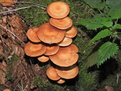 Kuehneromyces