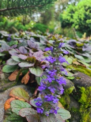Ajuga